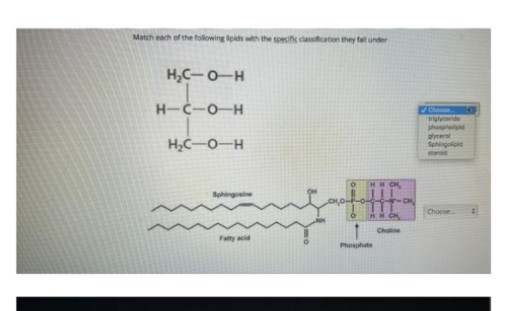 Match each of the following lipids with the specific classification they fall under
H₂C-O-H
H-C-0-H
H₂C-O-H
O HH CH
Sphingosine
Fatty acid
Phosphate
-O
Choline
Chon
triglyceride
Sphingolpid
staroid
Choose