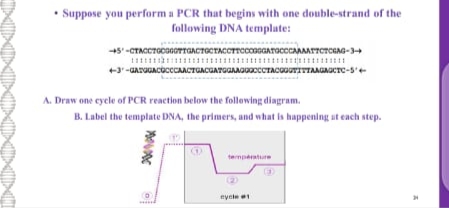 • Suppose you perform a PCR that begins with one double-strand of the
following DNA template:
+5'-CTACCTGcoGOTTGACTOCTACCTTcccaGGATaccCAAAArTCTOGAG-3
+3-GATOGACOCCAACTGACGATGGAMGCCCTACOOUTITTAAGGCTC-S'+
A. Draw one cycle of PCR reaction below the following diagram.
B. Label the template DNA, the primers, and what is happening at each step.
temprature
(2)
eyntee
