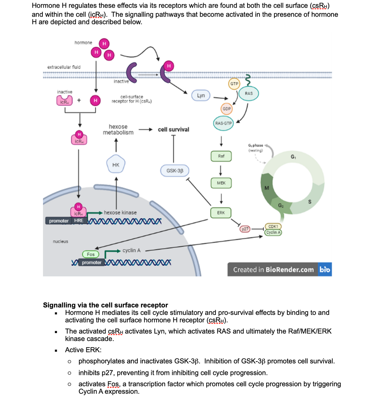 Hormone H regulates these effects via its receptors which are found at both the cell surface (csRH)
and within the cell (içRH). The signalling pathways that become activated in the presence of hormone
H are depicted and described below.
hormone
H.
H
H
extracellular fluid
inactive
GTP
inactive
RAS
Lyn
cell-surface
receptor for H (csR»)
icR
GDP
RAS-GTP
hexose
metabolism
cell survival
H
icR
G, phase
(resting)
Raf
HK
GSK-3P
MEK
M
G2
icR
- hexose kinase
ERK
promoter HRE
CDK1
Cyclin A
nucleus
cyclin A
Fos
A promoter
Created in BioRender.com bio
Signalling via the cell surface receptor
Hormone H mediates its cell cycle stimulatory and pro-survival effects by binding to and
activating the cell surface hormone H receptor (csRH).
The activated CSRH activates Lyn, which activates RAS and ultimately the Raf/MEK/ERK
kinase cascade.
Active ERK:
o phosphorylates and inactivates GSK-3B. Inhibition of GSK-3ß promotes cell survival.
inhibits p27, preventing it from inhibiting cell cycle progression.
activates Fos, a transcription factor which promotes cell cycle progression by triggering
Cyclin A expression.
