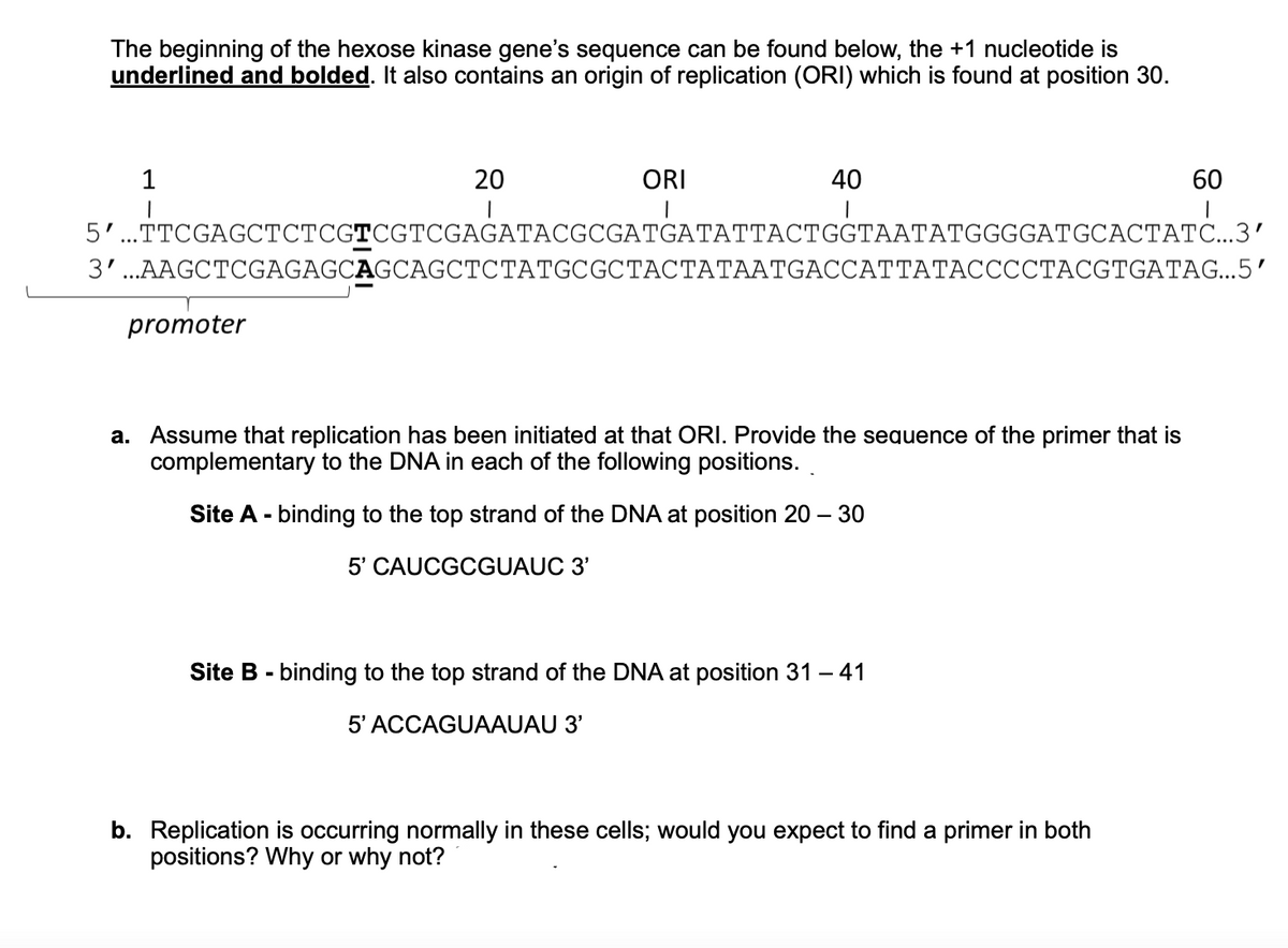 The beginning of the hexose kinase gene's sequence can be found below, the +1 nucleotide is
underlined and bolded. It also contains an origin of replication (ORI) which is found at position 30.
1
ORI
40
60
5'..TTCGAGCTCTCGTCGTCGAGATACGCGATGATATTACTGGTAATATGGGGATGCACTATC...3’
3'...AAGCTCGAGAGCAGCAGCTCTATGCGCTACTATAATGACCATTATACCCCTACGTGATAG...5'
promoter
a. Assume that replication has been initiated at that ORI. Provide the sequence of the primer that is
complementary to the DNA in each of the following positions.
Site A - binding to the top strand of the DNA at position 20 – 30
5' CAUCGCGUAUC 3'
Site B - binding to the top strand of the DNA at position 31 – 41
5' ACCAGUAAUAU 3'
b. Replication is occurring normally in these cells; would you expect to find a primer in both
positions? Why or why not?
20
