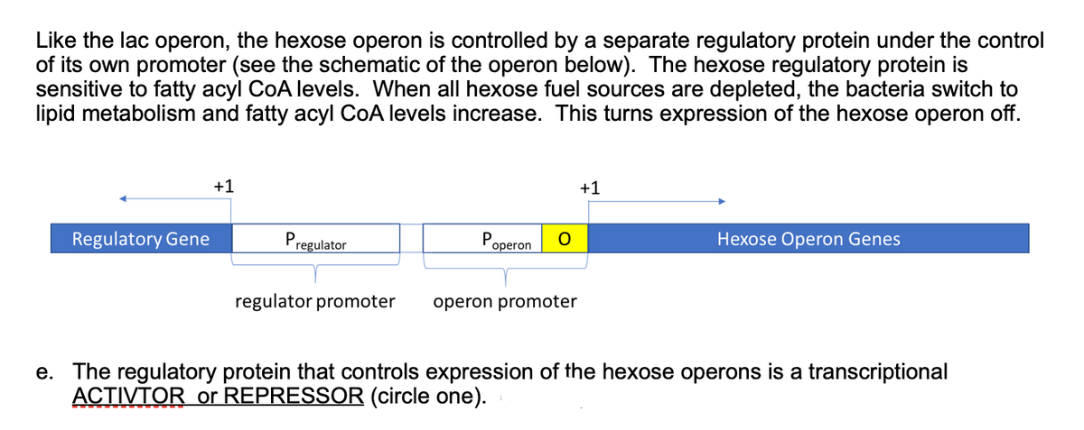 Like the lac operon, the hexose operon is controlled by a separate regulatory protein under the control
of its own promoter (see the schematic of the operon below). The hexose regulatory protein is
sensitive to fatty acyl CoA levels. When all hexose fuel sources are depleted, the bacteria switch to
lipid metabolism and fatty acyl CoA levels increase. This turns expression of the hexose operon off.
+1
+1
Regulatory Gene
P
regulator
Hexose Operon Genes
operon
regulator promoter
operon promoter
e. The regulatory protein that controls expression of the hexose operons is a transcriptional
ACTIVTOR or REPRESSOR (circle one).
