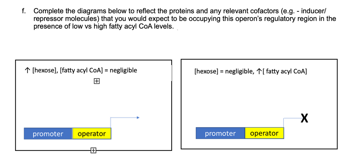 f. Complete the diagrams below to reflect the proteins and any relevant cofactors (e.g. - inducer/
repressor molecules) that you would expect to be occupying this operon's regulatory region in the
presence of low vs high fatty acyl CoA levels.
↑ [hexose], [fatty acyl CoA] = negligible
[hexose] = negligible, T[ fatty acyl COA]
%3D
promoter
operator
promoter
operator
