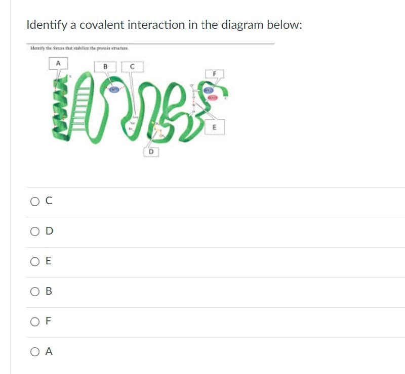 Identify a covalent interaction in the diagram below:
Marify the fances that stabilize the picture
A
B
C
ос
O D
O E
OB
OF
O A
MRS
D