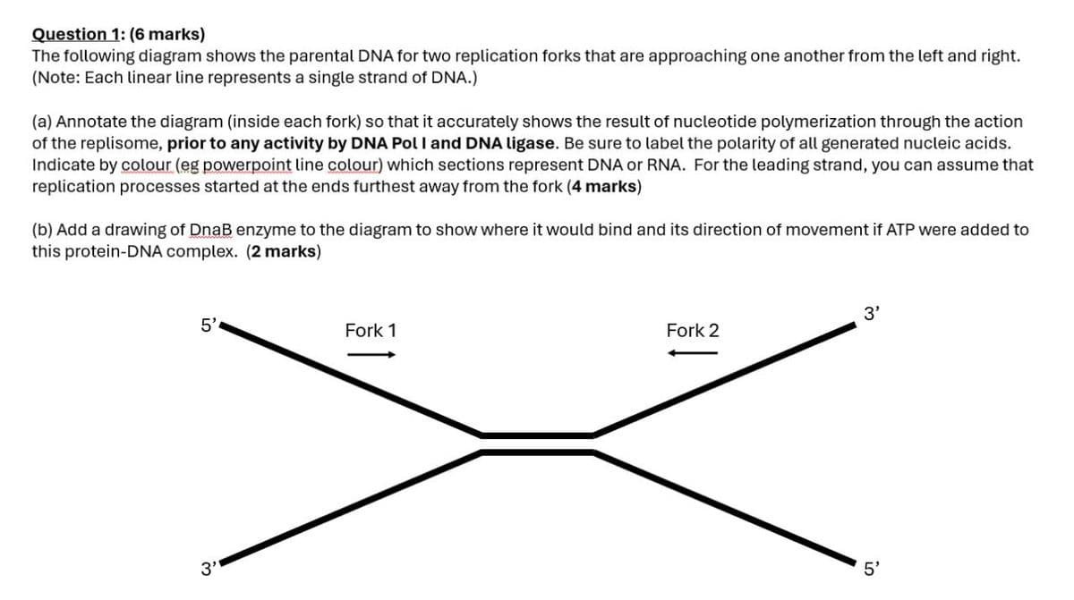 Question 1: (6 marks)
The following diagram shows the parental DNA for two replication forks that are approaching one another from the left and right.
(Note: Each linear line represents a single strand of DNA.)
(a) Annotate the diagram (inside each fork) so that it accurately shows the result of nucleotide polymerization through the action
of the replisome, prior to any activity by DNA Pol I and DNA ligase. Be sure to label the polarity of all generated nucleic acids.
Indicate by colour (eg powerpoint line colour) which sections represent DNA or RNA. For the leading strand, you can assume that
replication processes started at the ends furthest away from the fork (4 marks)
(b) Add a drawing of DnaB enzyme to the diagram to show where it would bind and its direction of movement if ATP were added to
this protein-DNA complex. (2 marks)
5'
3"
Fork 1
3'
Fork 2
5'