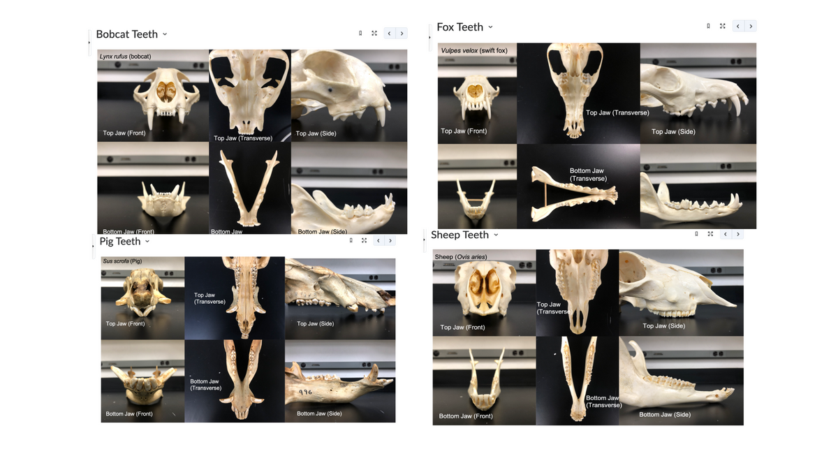 Bobcat Teeth ~
Lynx rufus (bobcat)
Top Jaw (Front)
Bottom Jaw (Front)
Pig Teeth
Sus scrofa (Pig)
Top Jaw (Front)
Bottom Jaw (Front)
ALYTA
Top Jaw (Transverse)
V
Bottom Jaw
Top Jaw
(Transverse)
Top Jaw (Side)
Bottom Jaw
(Transverse)
Bottom Jaw (Side)
Top Jaw (Side)
996
Bottom Jaw (Side)
< >
Fox Teeth
Vulpes velox (swift fox)
Top Jaw (Front)
Sheep Teeth
Sheep (Ovis aries)
OC
Top Jaw (Front)
Bottom Jaw (Front)
Top Jaw (Transverse)
Bot m Jaw
(Transverse)
Top Jaw
(Transverse)
Bottom Jaw
(Transverse)
Top Jaw (Side)
Top Jaw (Side)
Bottom Jaw (Side)
A
<