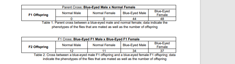 Parent Cross: Blue-Eyed Male x Normal Female
Blue-Eyed
Female
48
Table 1. Parent cross between a blue-eyed male and normal female; data indicate the
phenotypes of the flies that are mated as well as the number of offspring
F1 Offspring
Normal Male
Normal Female
Blue-Eyed Male
44
F1 Cross: Blue-Eyed F1 Male x Blue-Eyed F1 Female
Blue-Eyed
Female
37
Normal Male
Normal Female
Blue-Eyed Male
F2 Offspring
12
11
34
Table 2. Cross between a blue-eyed male F1 offspring and a blue-eyed female F1 offspring; data
indicate the phenotypes of the flies that are mated as well as the number of offspring
