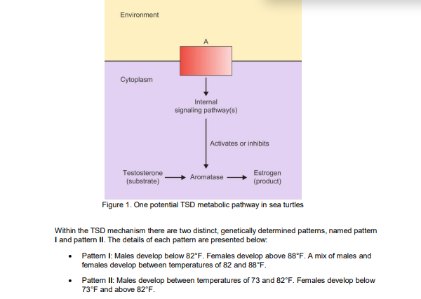 Environment
Cytoplasm
Internal
signaling pathway(s)
Activates or inhibits
Testosterone
(substrate)
Estrogen
(product)
Aromatase
Figure 1. One potential TSD metabolic pathway in sea turtles
Within the TSD mechanism there are two distinct, genetically determined pattems, named pattem
I and pattern II. The details of each pattern are presented below.
Pattern I: Males develop below 82°F. Females develop above 88°F. A mix of males and
females develop between temperatures of 82 and 88°F.
Pattern II: Males develop between temperatures of 73 and 82°F. Females develop below
73°F and above 82°F.
