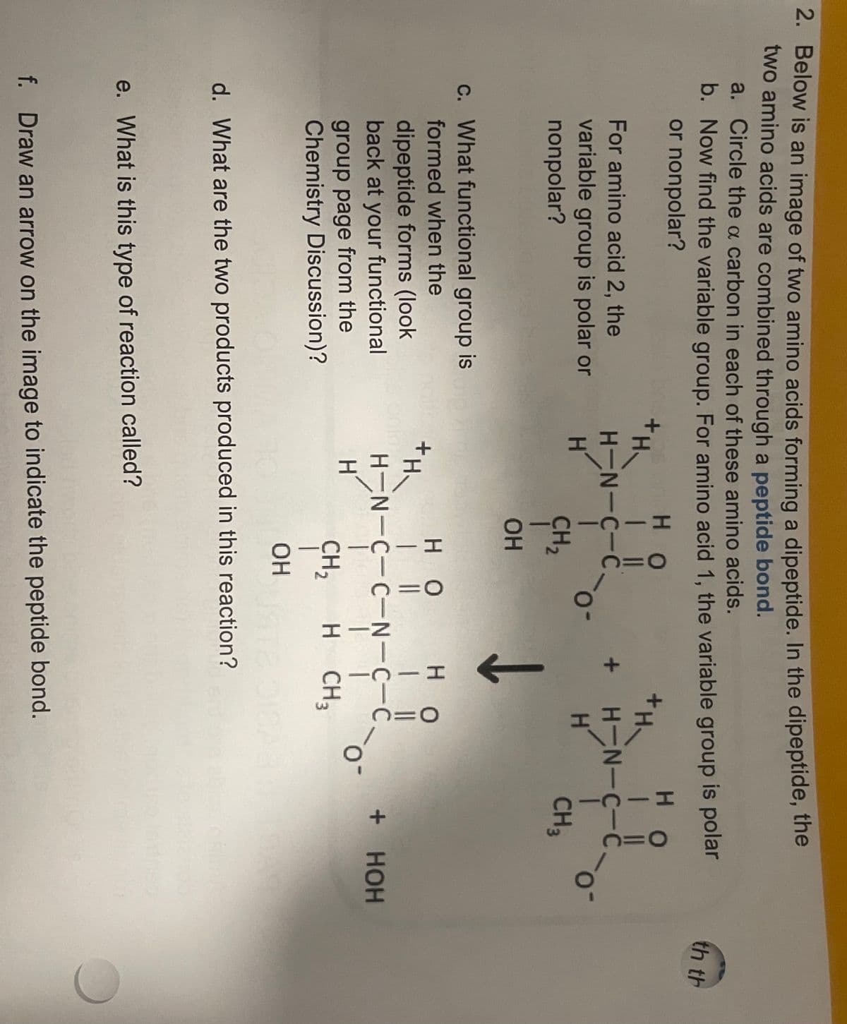 2. Below is an image of two amino acids forming a dipeptide. In the dipeptide, the
two amino acids are combined through a peptide bond.
a. Circle the a carbon in each of these amino acids.
b.
Now find the variable group. For amino acid 1, the variable group is polar
or nonpolar?
For amino acid 2, the
variable group is polar or
nonpolar?
c. What functional group is
formed when the
dipeptide forms (look
back at your functional
group page from the
Chemistry Discussion)?
H-N-C-C.
EN
H
+H-
Ho
111
H
CH₂
OH
e. What is this type of reaction called?
X
HO
| ||
H-N-C-C-N-C-C
H
| ||
H-N-C-C
EN-
HO
1 11
ç
H
| |
CH, H CH₂
1
OH
d. What are the two products produced in this reaction?
f. Draw an arrow on the image to indicate the peptide bond.
-o
C=O
!_
CH3
-o
+ HOH
th th
O