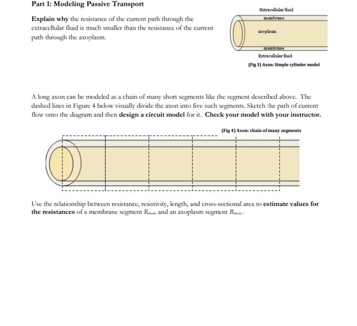 Part 1: Modeling Passive Transport
Explain why the resistance of the current path through the
extracellular fluid is much smaller than the resistance of the current
path through the axoplasm.
Extracellular fluid
membrane
axoplan
membrane
Extracellular fluid
(Fig 3) Axon: Simple cylinder model
A long axon can be modeled as a chain of many short segments like the segment described above. The
dashed lines in Figure 4 below visually divide the axon into five such segments. Sketch the path of current
flow onto the diagram and then design a circuit model for it. Check your model with your instructor.
(Fig 4) Axon: chain of many segments
Use the relationship between resistance, resistivity, length, and cross-sectional area to estimate values for
the resistances of a membrane segment Reem and an axoplasm segment Reson.