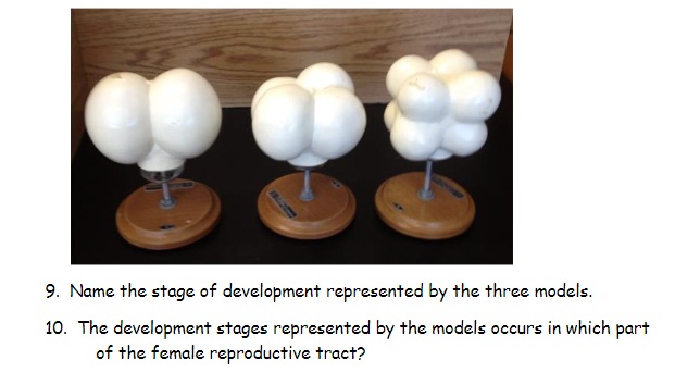 9. Name the stage of development represented by the three models.
10. The development stages represented by the models occurs in which part
of the female reproductive tract?
