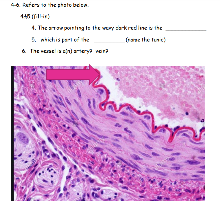 4-6. Refers to the photo below.
4&5 (fill-in)
4. The arrow pointing to the wavy dark red line is the
5. which is part of the
6. The vessel is a(n) artery? vein?
(name the tunic)
alany
slam
alamy
elamy
