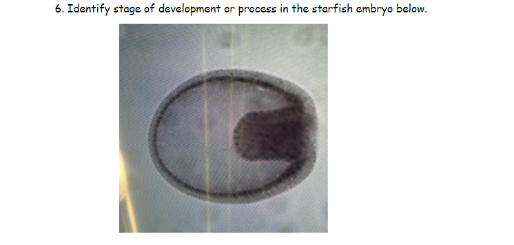 6. Identify stage of development or process in the starfish embryo below.
