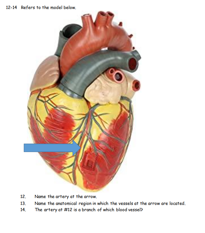 12-14 Refers to the model below.
Name the artery at the arrow.
Name the anatomical region in which the vessels at the arrow are located.
The artery at #12 is a branch of which blood vessel?
12.
13.
14.
