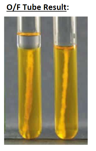 **O/F Tube Result:**

The image displays two test tubes containing a yellow liquid with orange discoloration indicative of results from an Oxidation-Fermentation (O/F) test. The O/F test is primarily used to determine the oxidative and fermentative properties of microorganisms, especially in glucose metabolism. 

- **Left Test Tube (Oxygen Use or Open Tube):** This tube is typically exposed to air (aerobic conditions). The yellow color extending throughout the medium suggests that the microorganism is capable of breaking down the carbohydrate (glucose) oxidatively. The presence of yellow coloration at both the surface and throughout the tube represents oxidation.

- **Right Test Tube (Sealed or Closed Tube):** This tube is often sealed with a layer of oil or paraffin to create anaerobic conditions. The yellow discoloration at the surface extending throughout the tube indicates that the microorganism can ferment glucose in the absence of oxygen.

**Conclusion:**
The image shows positive results for both oxidative and fermentative metabolism of glucose. The yellow coloration in both tubes indicates that the microorganism can metabolize glucose under both aerobic and anaerobic conditions.

This test is vital in microbiology for identifying and characterizing bacteria, specifically their metabolic processes.