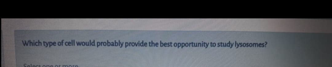 Which type of cell would probably provide the best opportunity to study lysosomes?
