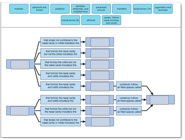 sphenoid and
frontal
parietals,
temporals, and
ocipital bone
facial bones (14) zygomatics and
lacrimals
paranasal
maxillae
palatines
mandible
sinuses
nasals, inferior
nasal conchae.
and vomer
cranial bones (8)
ethmoid
that doles) not contribute to the
nasal cavity or ortits include(s) the
that form(s) the nasal cavity
but not the orbits indude(s) the
that form(s) the orbits but not
the nasal cavity include(s) the
that form(s) the nasal cavity
and orbits indlude(s) the
that form(s) the nasal cavity
and orbits indude(s) the
contain(s) hollow,
air-filled spaces called
that form(s) the nasal cavity
and orbits indude(s) the
contain(s) holow,
air-filled spaces caled
that form(s) the orbits but not
the nasal cavity include(s) the
contain(s) holow,
air-filled spaces caled
that doles) not contribute to the
nasal cavity or orbits include(s) the
