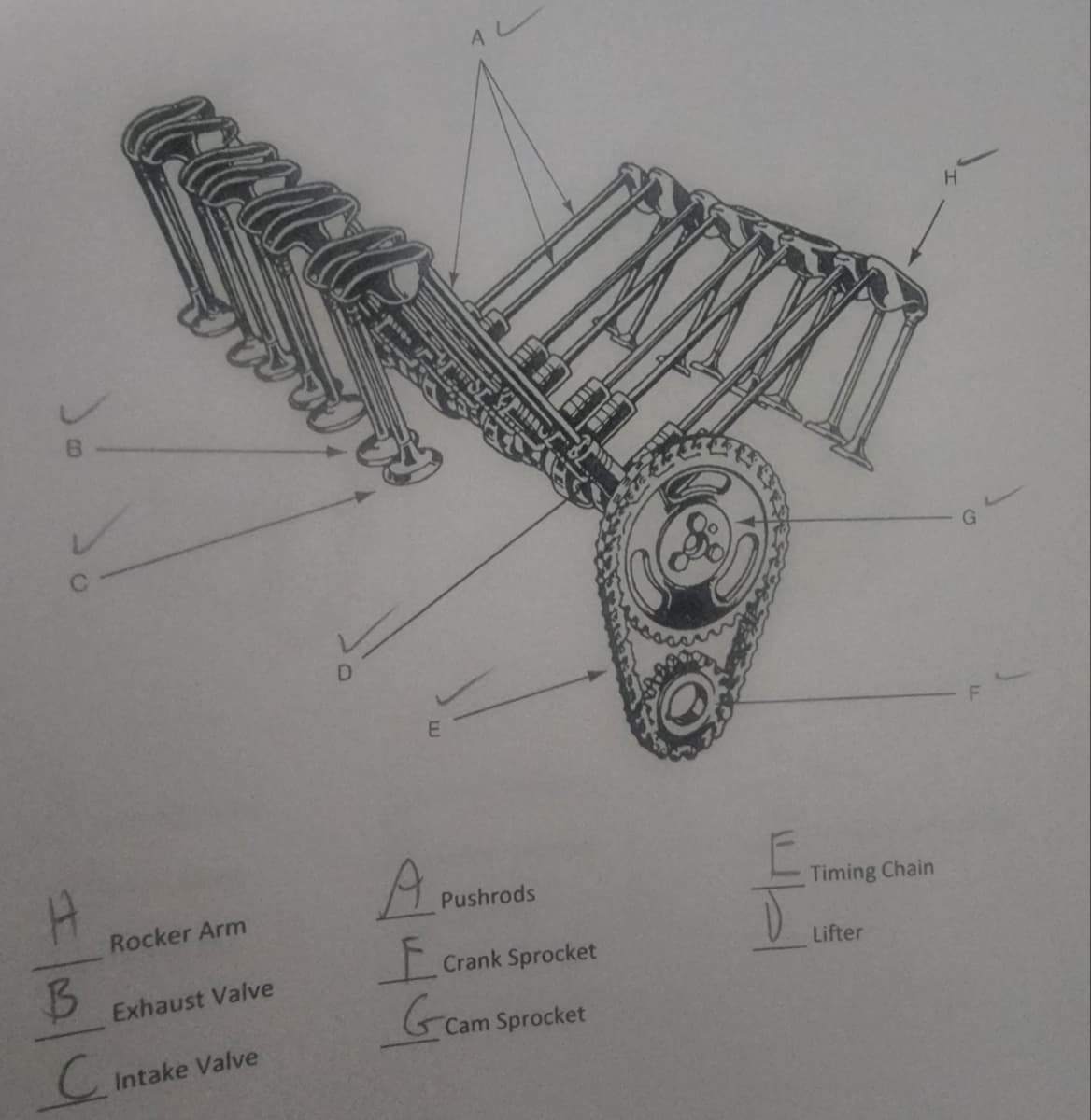 G
E
A Pushrods
Rocker Arm
Timing Chain
Exhaust Valve
Crank Sprocket
Cam Sprocket
Intake Valve
