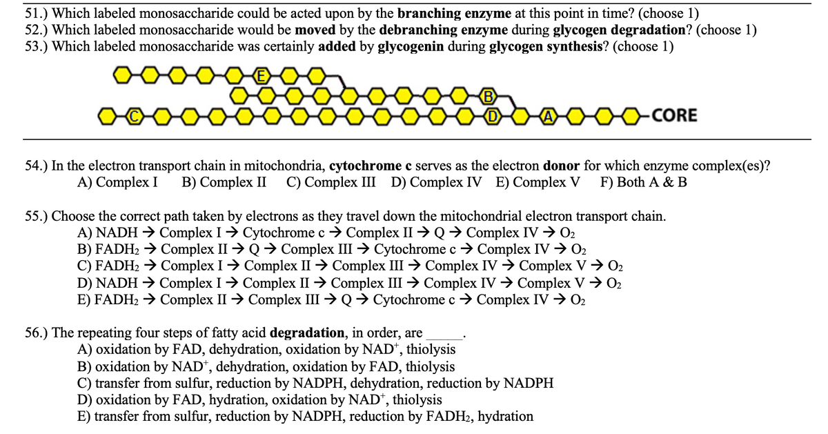 51.) Which labeled monosaccharide could be acted upon by the branching enzyme at this point in time? (choose 1)
52.) Which labeled monosaccharide would be moved by the debranching enzyme during glycogen degradation? (choose 1)
53.) Which labeled monosaccharide was certainly added by glycogenin during glycogen synthesis? (choose 1)
-CORE
54.) In the electron transport chain in mitochondria, cytochrome c serves as the electron donor for which enzyme complex(es)?
C) Complex III D) Complex IV E) Complex V
A) Complex I
B) Complex II
F) Both A & B
55.) Choose the correct path taken by electrons as they travel down the mitochondrial electron transport chain.
A) NADH → Complex I→ Cytochrome c → Complex II → Q→ Complex IV → O2
B) FADH2 → Complex II → Q → Complex III → Cytochrome c → Complex IV → O2
C) FADH2 → Complex I→ Complex II → Complex III → Complex IV → Complex V→ 02
D) NADH > Complex I→ Complex II → Complex III → Complex IV → Complex V → 02
E) FADH2 → Complex II → Complex III → Q→ Cytochrome c → Complex IV → O2
56.) The repeating four steps of fatty acid degradation, in order, are
A) oxidation by FAD, dehydration, oxidation by NAD", thiolysis
B) oxidation by NAD*, dehydration, oxidation by FAD, thiolysis
C) transfer from sulfur, reduction by NADPH, dehydration, reduction by NADPH
D) oxidation by FAD, hydration, oxidation by NAD*, thiolysis
E) transfer from sulfur, reduction by NADPH, reduction by FADH2, hydration
