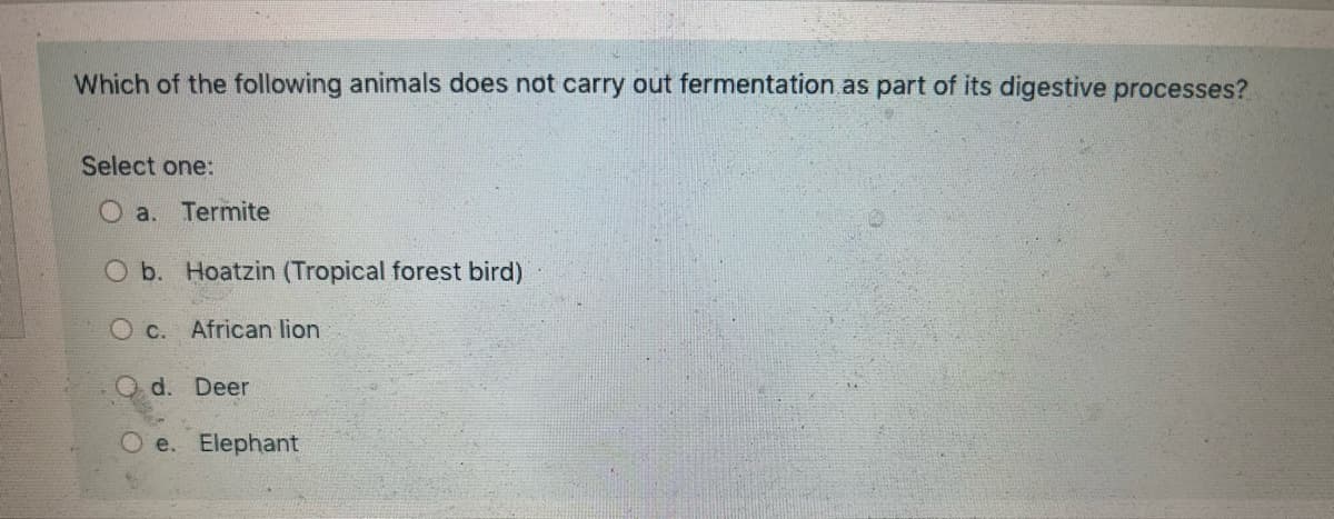 **Quiz Question: Animal Digestive Processes**

**Question:**
Which of the following animals does not carry out fermentation as part of its digestive processes?

**Options:**
- a. Termite
- b. Hoatzin (Tropical forest bird)
- c. African lion
- d. Deer
- e. Elephant

*Instructions: Select one option that best answers the question.*

This question is designed to assess your understanding of animal digestion and the role of fermentation in different species. Fermentation is a crucial part of digesting plant materials in many herbivores, where microorganisms break down cellulose into simpler compounds. Consider the diet and digestive system of each listed animal to determine which one does not rely on fermentation for digestion.