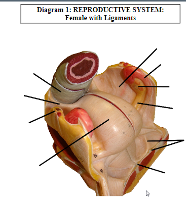 Diagram 1: REPRODUCTIVE SYSTEM:
Female with Ligaments
4