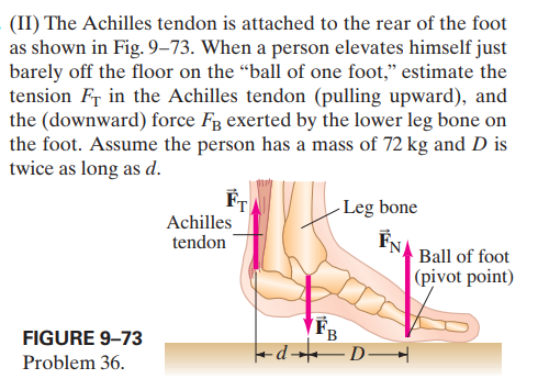 (II) The Achilles tendon is attached to the rear of the foot
as shown in Fig. 9–73. When a person elevates himself just
barely off the floor on the “ball of one foot," estimate the
tension Fr in the Achilles tendon (pulling upward), and
the (downward) force Fg exerted by the lower leg bone on
the foot. Assume the person has a mass of 72 kg and D is
twice as long as d.
- Leg bone
Achilles
tendon
Ball of foot
(pivot point)
FB
FIGURE 9–73
Problem 36.
