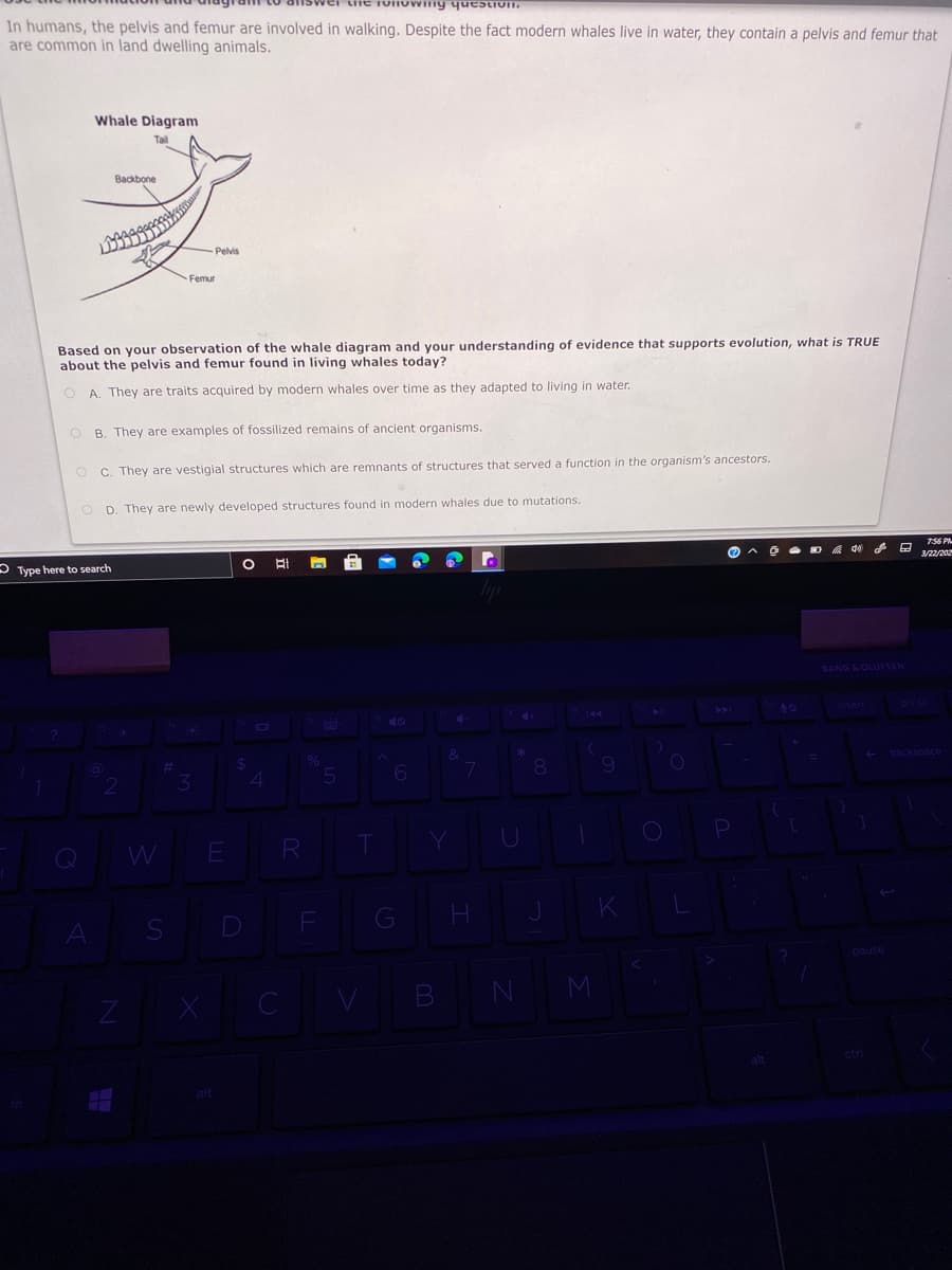 Tonowng questivn.
In humans, the pelvis and femur are involved in walking. Despite the fact modern whales live in water, they contain a pelvis and femur that
are common in land dwelling animals.
Whale Diagram
Backbone
Pelvis
Femur
Based on your observation of the whale diagram and your understanding of evidence that supports evolution, what is TRUE
about the pelvis and femur found in living whales today?
O A. They are traits acquired by modern whales over time as they adapted to living in water.
O B. They are examples of fossilized remains of ancient organisms.
O C. They are vestigial structures which are remnants of structures that served a function in the organism's ancestors.
O D. They are newly developed structures found in modern whales due to mutations.
756 P-
O - D a d0
3/22/202
At
P Type here to search
BANG&OLUFSEN
144
%24
4
8.
R
Q W
G
H.
D
CVB N M
