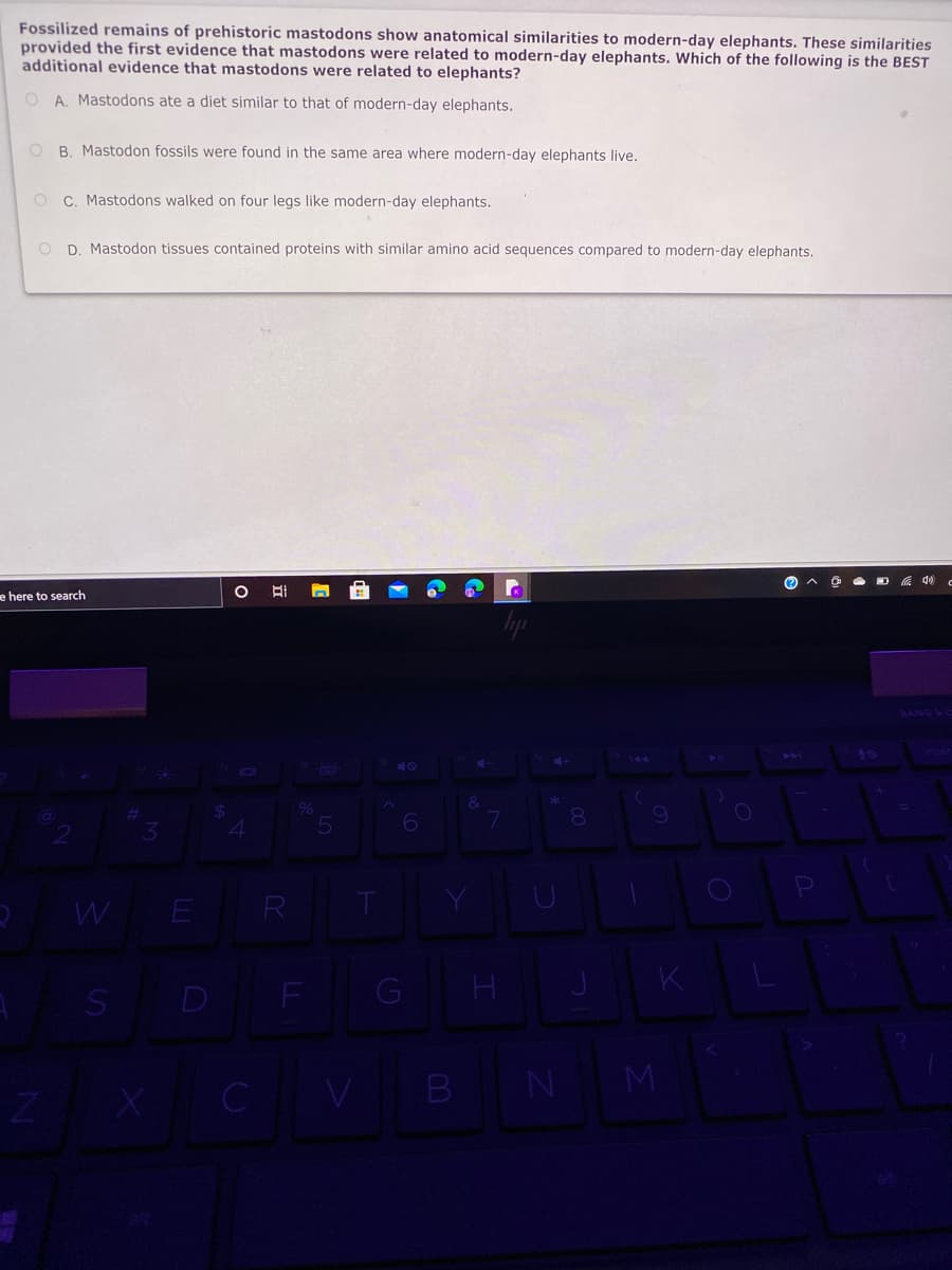 Fossilized remains of prehistoric mastodons show anatomical similarities to modern-day elephants. These similarities
provided the first evidence that mastodons were related to modern-day elephants. Which of the following is the BEST
additional evidence that mastodons were related to elephants?
O A. Mastodons ate a diet similar to that of modern-day elephants.
O B. Mastodon fossils were found in the same area where modern-day elephants live.
O C. Mastodons walked on four legs like modern-day elephants.
O D Mastodon tissues contained proteins with similar amino acid sequences compared to modern-day elephants.
e here to search
lp
BANG & C
40
%
8.
4
WE R
SD F
GH
M
X CV B

