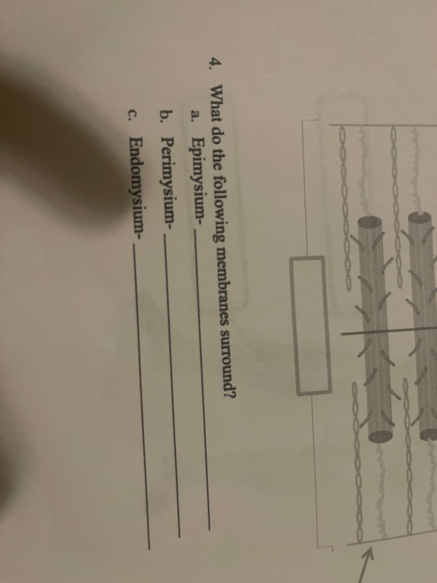 **Question 4: What do the following membranes surround?**

a. Epimysium - _______________

b. Perimysium - _______________

c. Endomysium - _______________

---

**Diagram Explanation:**

Accompanying the question is a diagram depicting the structure of a muscle. The diagram likely illustrates three layers of connective tissue membranes within a muscle:

1. **Epimysium**: This is the outermost layer, which surrounds the entire muscle.
  
2. **Perimysium**: This layer wraps around bundles of muscle fibers, which are called fascicles.
  
3. **Endomysium**: This thin layer surrounds each individual muscle fiber within the fascicles.

These membranes play crucial roles in providing support and protection to muscle fibers, as well as aiding in the transmission of the force generated by muscle contraction.