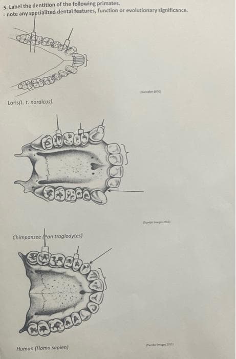 5. Label the dentition of the following primates.
note any sppcialized dental features, function or evolutionary significance.
Dender 1
Loris(L. t. nordicus)
(Tu m
Chimpanzee (Pan troglodytes)
Human (Homo sapien)
Punrimp 20
