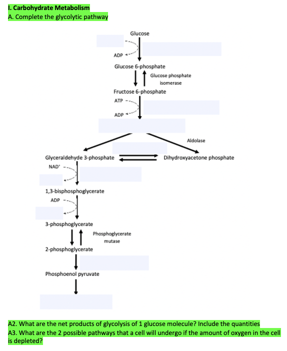 I. Carbohydrate Metabolism
A. Complete the glycolytic pathway
Glucose
ADP
Glucose 6-phosphate
If Glucose phosphate
isomerase
Fructose 6-phosphate
ATP
ADP
Aldolase
Glyceraldehyde 3-phosphate
Dihydroxyacetone phosphate
NAD
1,3-bisphosphoglycerate
ADP
3-phosphoglycerate
It Phosphoglycerate
11
mutase
2-phosphoglycerate
Phosphoenol pyruvate
A2. What are the net products of glycolysis of 1 glucose molecule? Include the quantities
A3. What are the 2 possible pathways that a cell will undergo if the amount of oxygen in the cell
is depleted?
