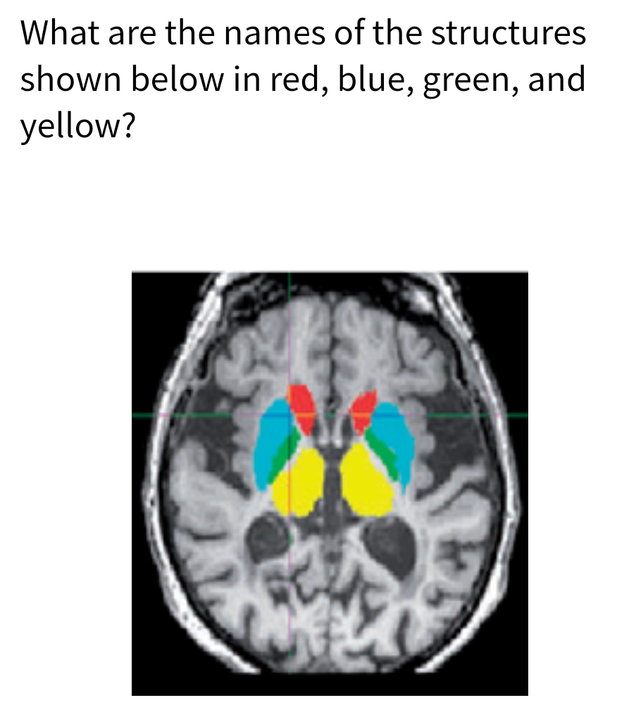 What are the names of the structures
shown below in red, blue, green, and
yellow?
