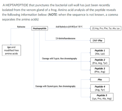 A HEPTAPEPTIDE that punctures the bacterial cell wall has just been recently
isolated from the venom gland of a frog. Amino acid analysis of the peptide reveals
the following information below: (NOTE: when the sequence is not known, a comma
separates the amino acids)
Hydrezine
Acid Hydrolysis (6 N HC) at 10 C
Heptapeptide
(2) Arg. Pro, Phe, Tyr, Ala, Lys
2,4 dinitrafluerobenzene
DNP-Phe
Lys and
modified free
amino acids
Peptide 1
(Ala, Lys)
Cleovage with Trypsin, then chrometogrophy
Peptide 2
(Pro, Arg, Tyr)
Peptide 3
(Phe, Arg)
Phe
Peptide 4
(Arg. Tyr)
Clevege with Chymetrypsin, then cromategrphy
Peptide 5
(Lys, Pro, Ala, Arg)
