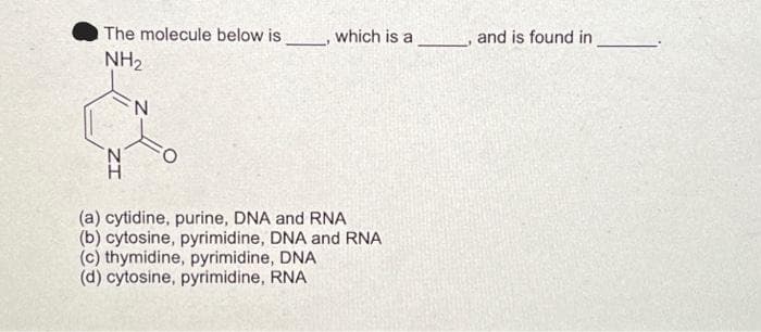 The molecule below is
NH₂
N
which is a
(a) cytidine, purine, DNA and RNA
(b) cytosine, pyrimidine, DNA and RNA
(c) thymidine, pyrimidine, DNA
(d) cytosine, pyrimidine, RNA
, and is found in