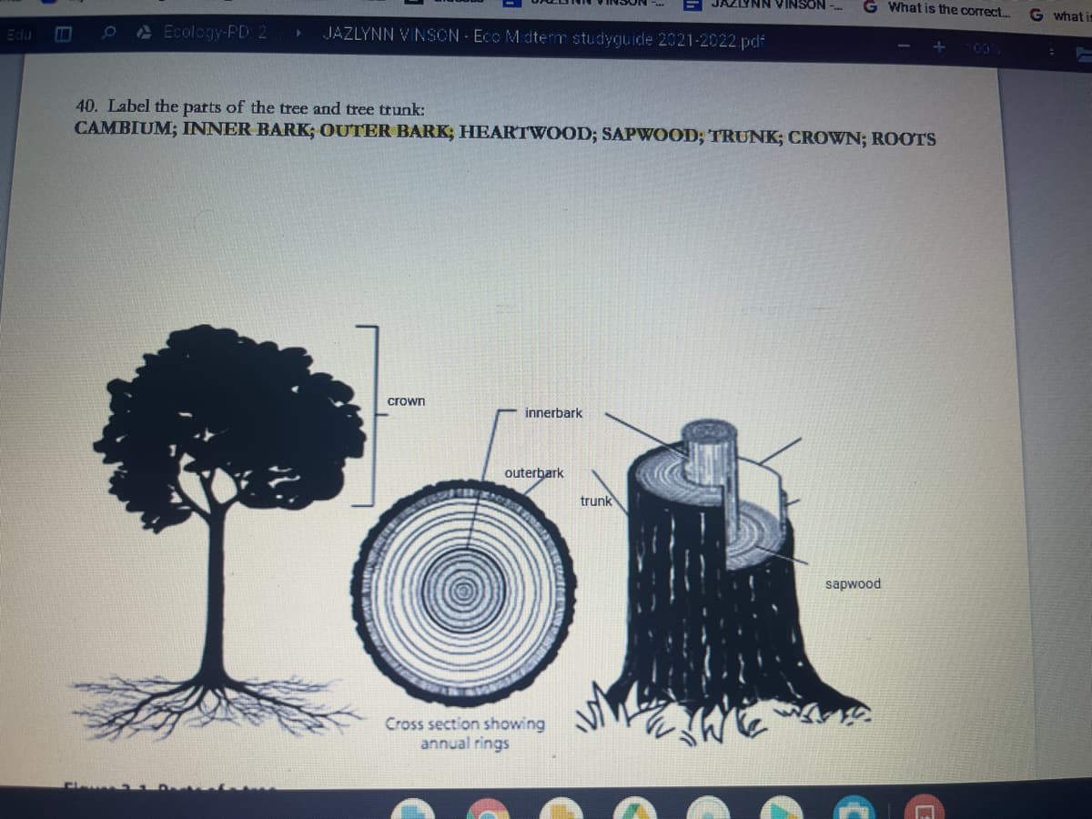 JAZLYNN VINSON
G What is the correct..
G what is
A Ecology-PD 2
JAZLYNN VINSCN - Eco M dterm studyguide 2021-2022 pdf
40. Label the parts of the tree and tree trunk:
CAMBIUM; INNER BARK; OUTER BARK; HEARTWOOD; SAPWOOD; TRUNK; CROWN; ROOTS
crown
innerbark
outerbark
trunk
sapwood
Cross section showing
annual rings
