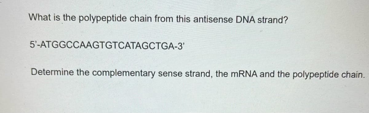 What is the polypeptide chain from this antisense DNA strand?
5'-ATGGCCAAGTGTCATAGCTGA-3'
Determine the complementary sense strand, the mRNA and the polypeptide chain.