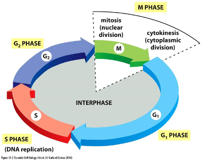 M PHASE
mitosis
• (nuclear
division)
cytokinesis
(cytoplasmic
division)
G, PHASE
м
G2
INTERPHASE
G,
G, PHASE
S PHASE
(DNA replication)
Figere 182 Eseta Cel Bokogy. tnet. 0EakdSiene 200
