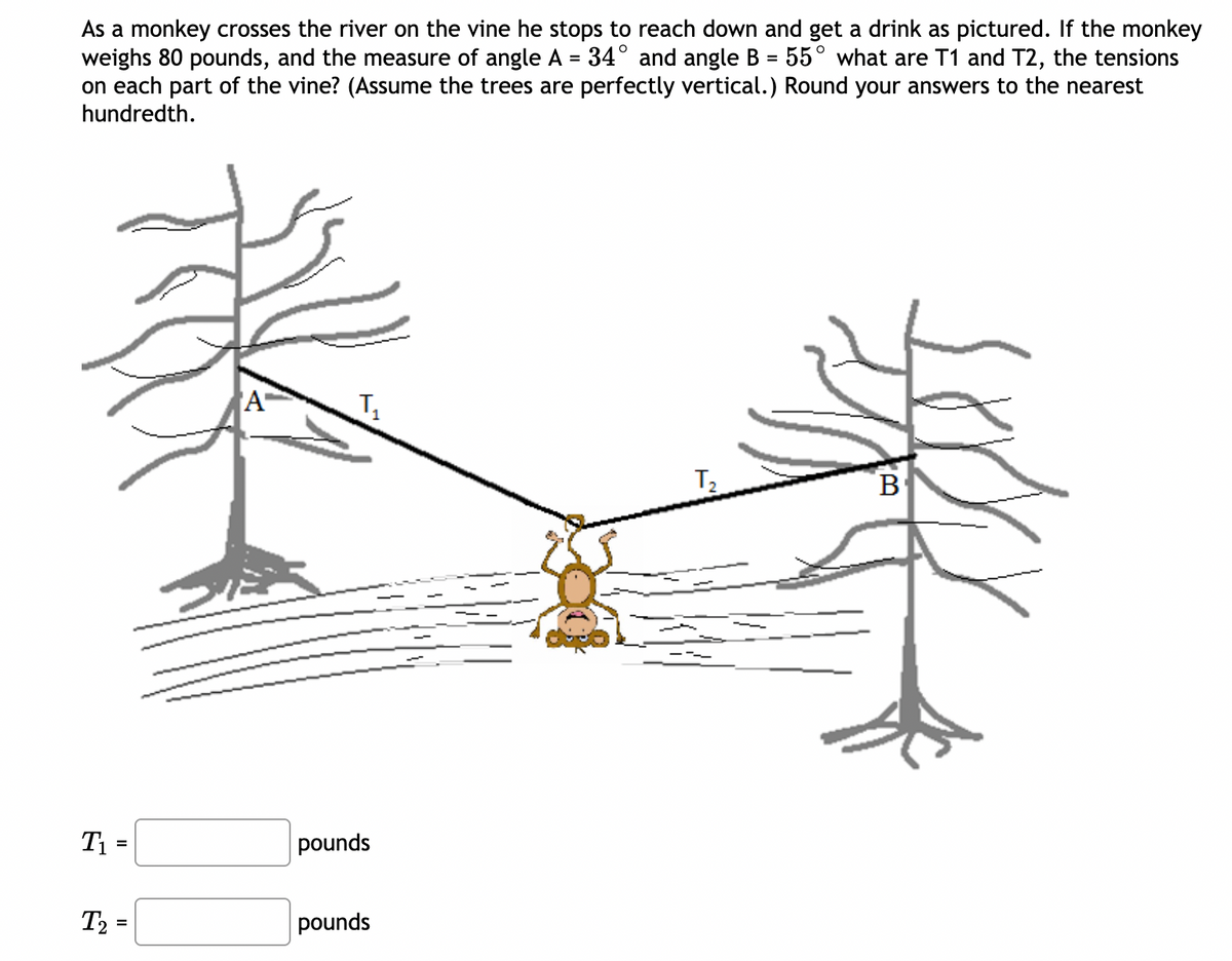 As a monkey crosses the river on the vine he stops to reach down and get a drink as pictured. If the monkey
weighs 80 pounds, and the measure of angle A = 34° and angle B = 55° what are T1 and T2, the tensions
on each part of the vine? (Assume the trees are perfectly vertical.) Round your answers to the nearest
hundredth.
%3D
A
T2
B
Tị =
pounds
T2 =
pounds
II
