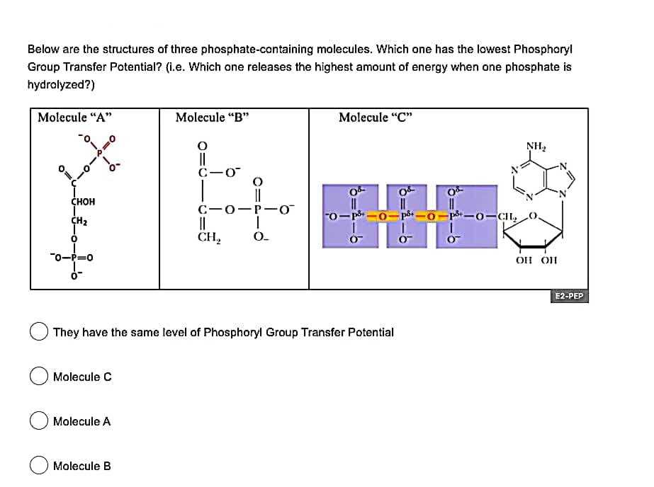Below are the structures of three phosphate-containing molecules. Which one has the lowest Phosphoryl
Group Transfer Potential? (i.e. Which one releases the highest amount of energy when one phosphate is
hydrolyzed?)
Molecule "A"
Molecule “B"
Molecule "C"
NH2
C-O
CHOH
C-0-P-o
||
CH,
-pår-0-påt -0-p-0-CHI,
CH2
O.
"o-P=0
OH OH
E2-PEP
They have the same level of Phosphoryl Group Transfer Potential
Molecule C
Molecule A
Molecule B
