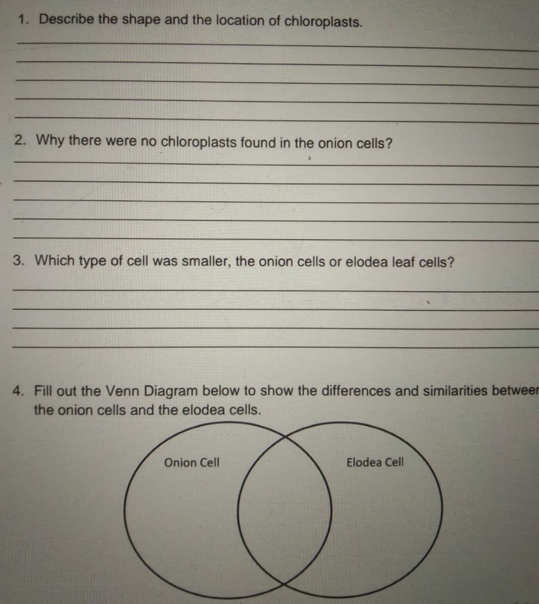 1. Describe the shape and the location of chloroplasts.
2. Why there were no chloroplasts found in the onion cells?
3. Which type of cell was smaller, the onion cells or elodea leaf cells?
4. Fill out the Venn Diagram below to show the differences and similarities betweer
the onion cells and the elodea cells.
Onion Cell
Elodea Cell
