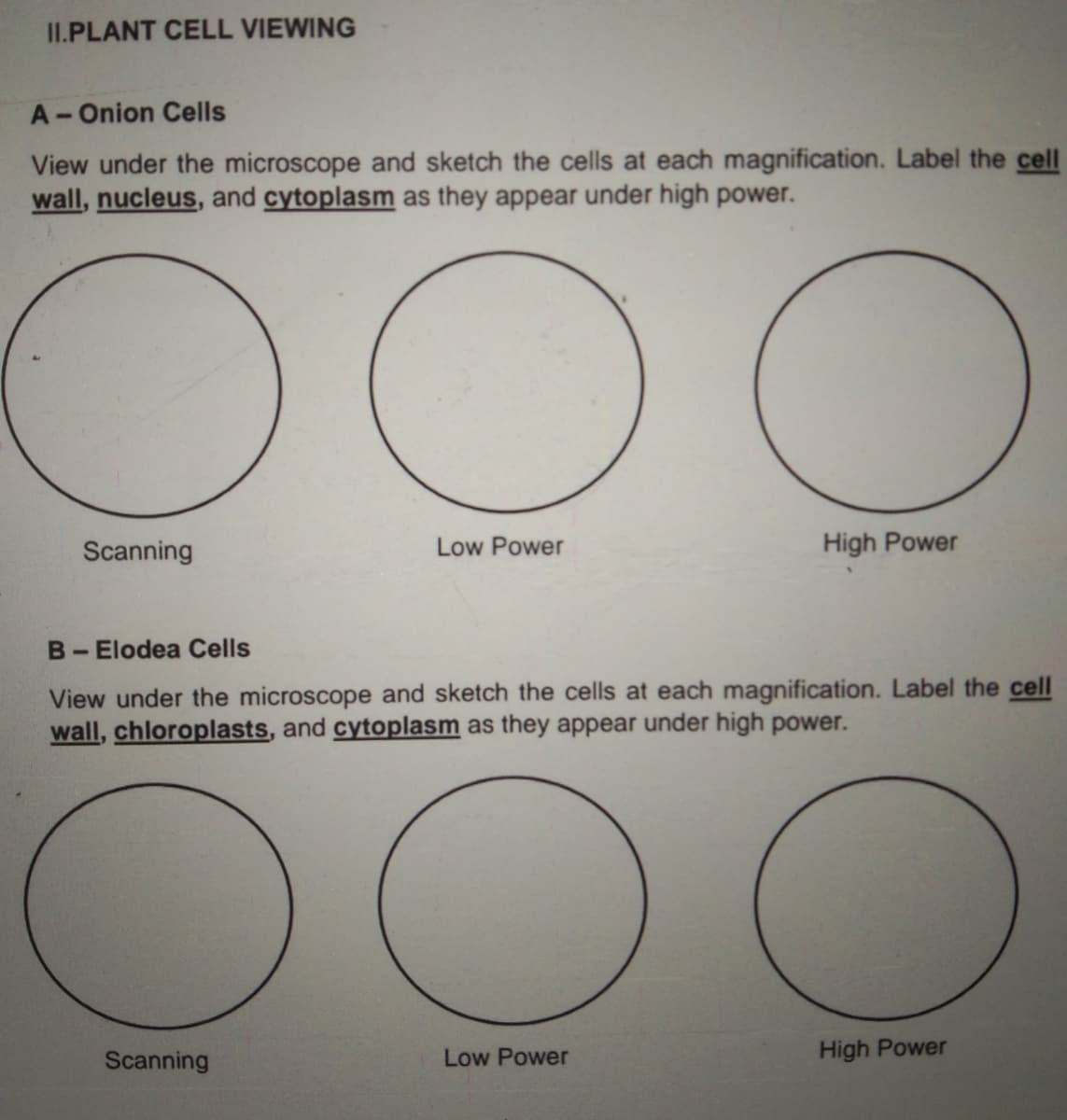 II.PLANT CELL VIEWING
A-Onion Cells
View under the microscope and sketch the cells at each magnification. Label the cell
wall, nucleus, and cytoplasm as they appear under high power.
Scanning
Low Power
High Power
B-Elodea Cells
View under the microscope and sketch the cells at each magnification. Label the cell
wall, chloroplasts, and cytoplasm as they appear under high power.
Scanning
Low Power
High Power
