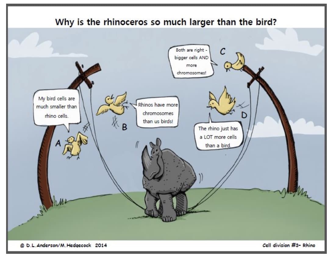 Why is the rhinoceros so much larger than the bird?
My bird cells are
much smaller than
rhino cells.
D.L. Anderson/M. Hedgecock 2014
Both are right-
bigger cells AND
more
chromosomes!
Rhinos have more
chromosomes
than us birds!
C
The rhino just has
a LOT more cells
than a bird
Cell division #3- Rhino