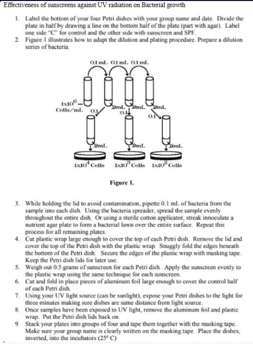 Effectiveness of sunscreens against UV radiation on Bacterial growth
1. Label the bottom of your four Petri dishes with your group name and date. Divide the
plate in half by drawing a line on the bottom haif of the plate (part with agar). Label
one side "C" for control and the other side with sunscreen and SPF.
2. Figure I illustrates how to adapt the dilution and plating procedure. Prepare a dilution
series of bacteria.
O1 ml. 01 ml. 01 ml.
Ixto.
Cells/ml. 0
9ml Pml.
Oml.
oml.
eml.
ml.
Ixto Cells Ixtocells Ixto Cells
Figure 1.
3. While holding the lid to avoid contamination, pipette 0.1 ml. of bacteria from the
sample into each dish. Using the bacteria spreader, spread the sample evenly
throughout the entire dish. Or using a sterile cotton applicator, streak innoculate a
nutrient agar plate to form a bacterial lawn over the entire surface. Repeat this
process for all remaining plates.
4. Cut plastic wrap large enough to cover the top of cach Petri dish. Remove the lid and
cover the top of the Petri dish with the plastic wrap. Snuggly fold the edges beneath
the bottom of the Petri dish. Secure the edges of the plastic wrap with masking tape.
Keep the Petri dish lids for later use.
5. Weigh out 0.5 grams of sunscreen for each Petri dish. Apply the sunscreen evenly to
the plastic wrap using the same technique for cach sunscreen.
6. Cut and fold in place pieces of aluminum foil large enough to cover the control half
of each Petri dish.
7. Using your UV light source (can be sunlight), expose your Petri dishes to the light for
three minutes making sure dishes are same distance from light source.
8. Once samples have been exposed to UV light, remove the aluminum foil and plastic
wrap. Put the Petri dish lids back on.
9. Stack your plates into groups of four and tape them together with the masking tape.
Make sure your group name is clearly written on the masking tape. Place the dishes,
inverted, into the incubators (25° C)
