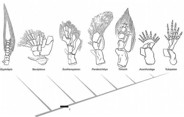 Glyptolepis
Sauriptenus
Eusthenopteron
Panderichthys
Tiktaalik
Acanthostega
Tulerpeton
