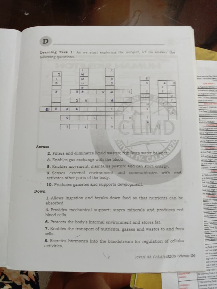 D
Learning Task 1: As we start exploring the subject, let us answer the
following questions.
3.
4
2
10
C.
AD
3
ARZO
IV.CAL
HIYN
Across
2. Filters and eliminates liquid wastes; regulates water balance.
3. Enables gas exchange with the blood
5. Enables movement, maintains posture and can store energy.
9. Senses external environment and communicates with
activates other parts of the body.
and
10. Produces gametes and supports development.
Down
1. Allows ingestion and breaks down food so that nutrients can be
absorbed.
4. Provides mechanical support; stores minerals and produces red
blood cells.
6. Protects the body's internal environment and stores fat.
7. Enables the transport of nutrients, gasses and wastes to and from
cells.
8. Secretes hormones into the bloodstream for regulation of cellular
activities.
PIVOT 4A CALABARZON Science G6
MUSIC)
URSDAY
