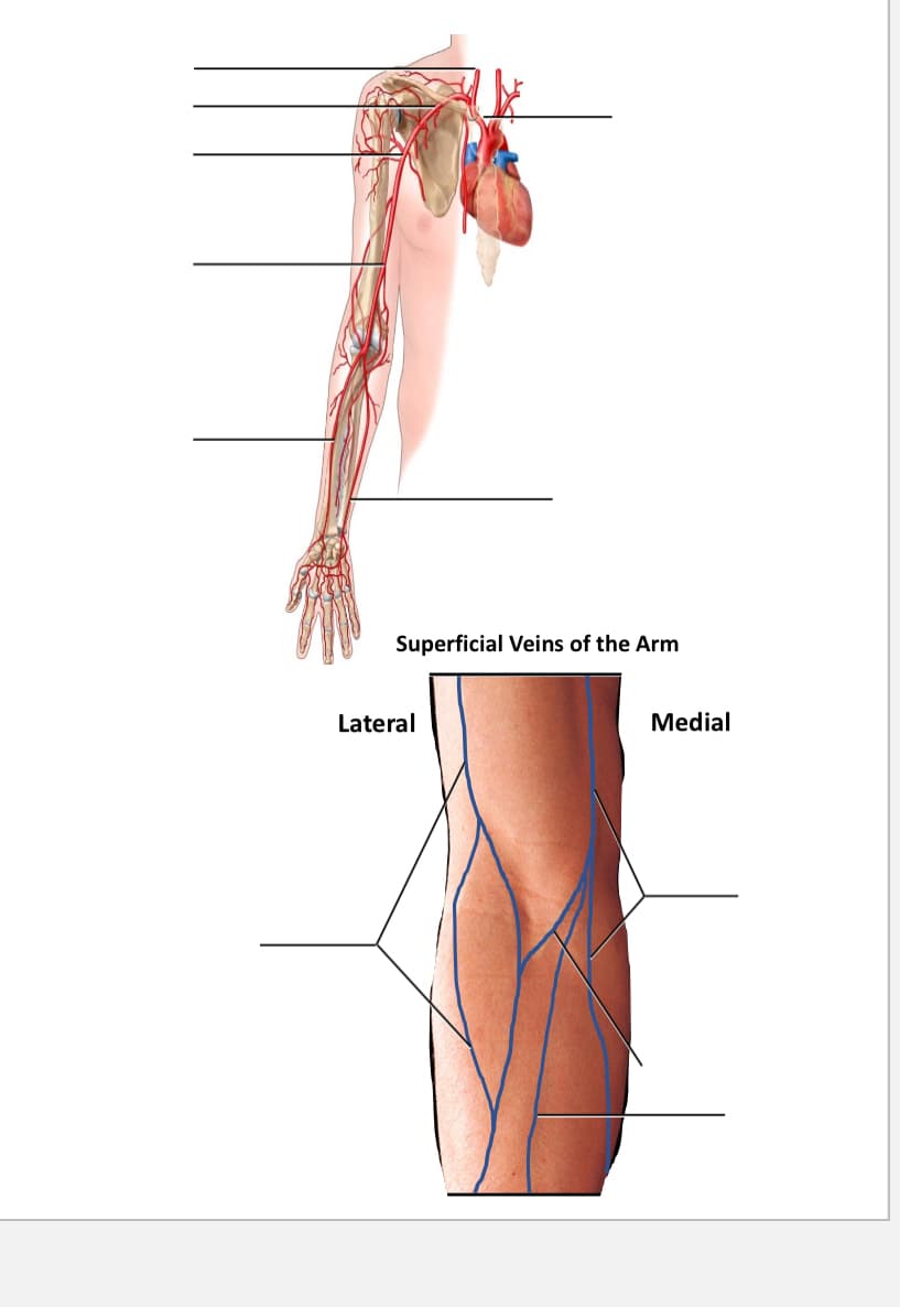 Superficial Veins of the Arm
Lateral
Medial
