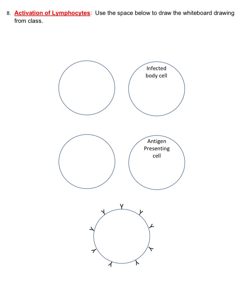 8. Activation of Lymphocytes: Use the space below to draw the whiteboard drawing
from class.
Infected
body cell
Antigen
Presenting
cell
