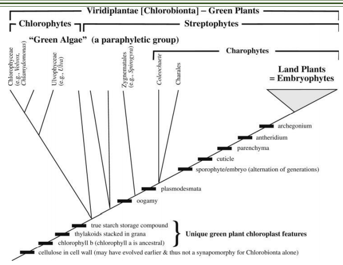 Viridiplantae [Chlorobionta] – Green Plants
Streptophytes
Chlorophytes
“Green Algae" (a paraphyletic group)
Charophytes
Land Plants
= Embryophytes
archegonium
antheridium
parenchyma
cuticle
sporophyte/embryo (alternation of generations)
plasmodesmata
oogamy
true starch storage compound
thylakoids stacked in grana
chlorophyll b (chlorophyll a is ancestral)
Unique green plant chloroplast features
cellulose in cell wall (may have evolved earlier & thus not a synapomorphy for Chlorobionta alone)
Chlorophyceae
(e.g., Volvox,
Chlamydomonas)
Ulvophyceae
(e.g., Ulva)
Zygnematales
(c.g. Spirogyra)
Coleochaete
Charales
