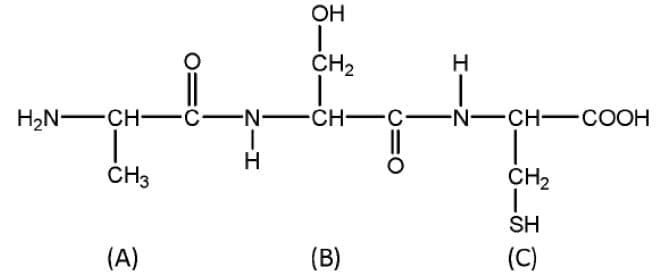 CH3
=C
(A)
H₂N-CH-CN-CH-C N-CH-COOH
OH
CH₂
HIZ
H
(B)
CH₂
SH
(C)