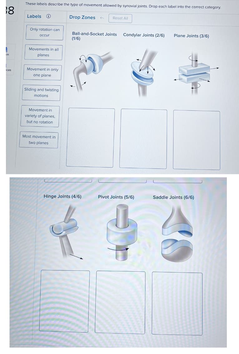 18
!
ok
ices
These labels describe the type of movement allowed by synovial joints. Drop each label into the correct category.
Drop Zones 6
Labels ii
Only rotation can
occur
Movements in all
planes
Movement in only
one plane
Sliding and twisting
motions
Movement in
variety of planes,
but no rotation
Most movement in
two planes
Ball-and-Socket Joints
(1/6)
Reset All
Hinge Joints (4/6)
Condylar Joints (2/6)
Pivot Joints (5/6)
Plane Joints (3/6)
Saddle Joints (6/6)