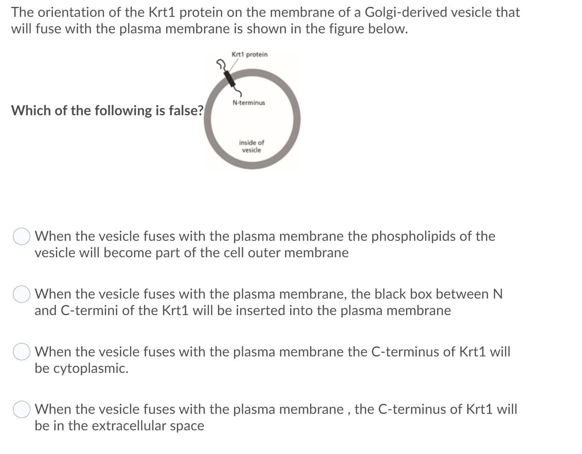 The orientation of the Krt1 protein on the membrane of a Golgi-derived vesicle that
will fuse with the plasma membrane is shown in the figure below.
Krt1 protein
N-terminus
Which of the following is false?
inside of
vesicle
When the vesicle fuses with the plasma membrane the phospholipids of the
vesicle will become part of the cell outer membrane
When the vesicle fuses with the plasma membrane, the black box between N
and C-termini of the Krt1 will be inserted into the plasma membrane
When the vesicle fuses with the plasma membrane the C-terminus of Krt1 will
be cytoplasmic.
When the vesicle fuses with the plasma membrane , the C-terminus of Krt1 will
be in the extracellular space
